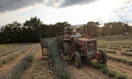 Producteur de lavande et plantes aromatiques 