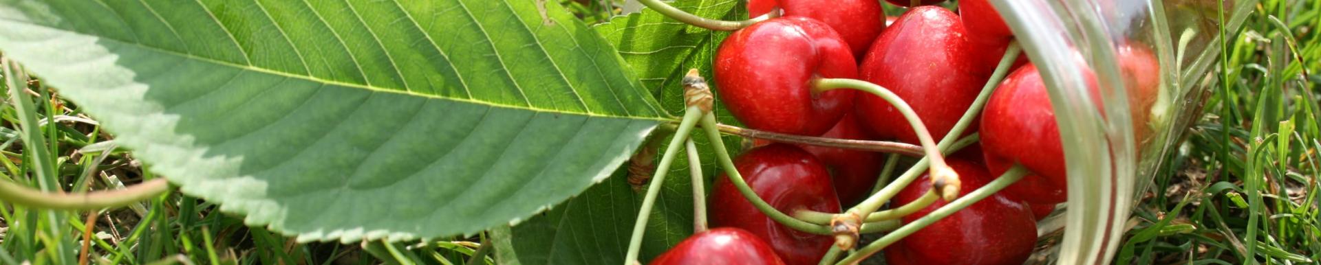 bocal de cerises