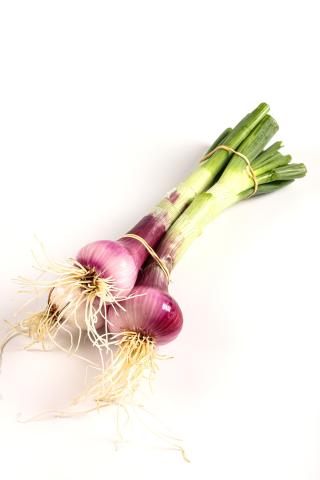 Oignons botte frais
