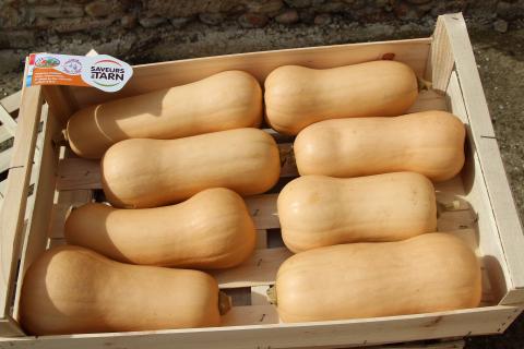Butternut