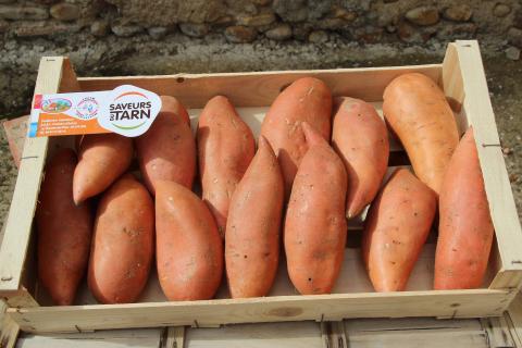 Patate douce