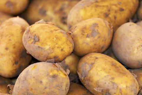 pommes de terre bio