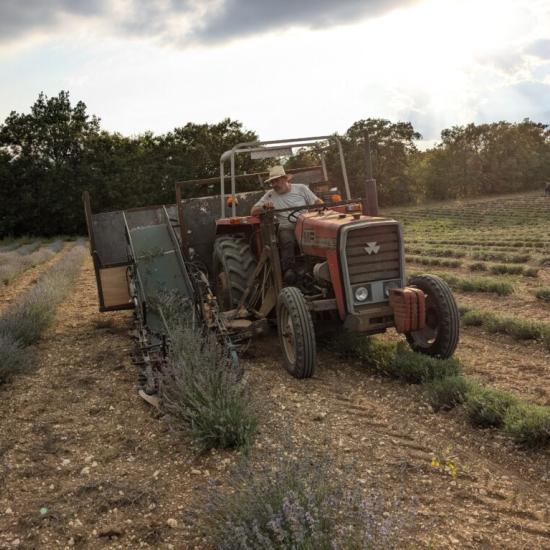 Producteur de lavande et plantes aromatiques 
